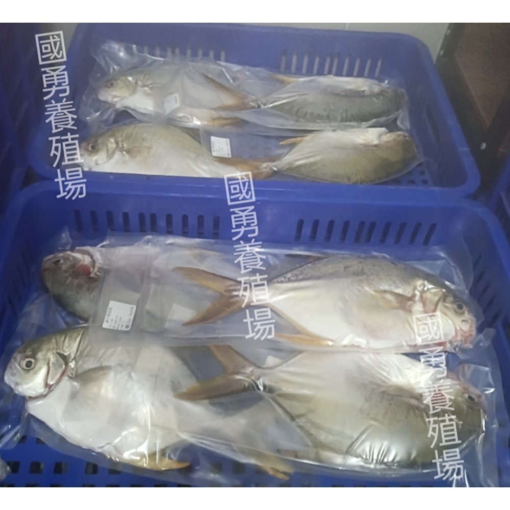 客製化訂單（鱸魚，金鯧，黑格，龍虎斑，龍膽石斑）-細節圖3