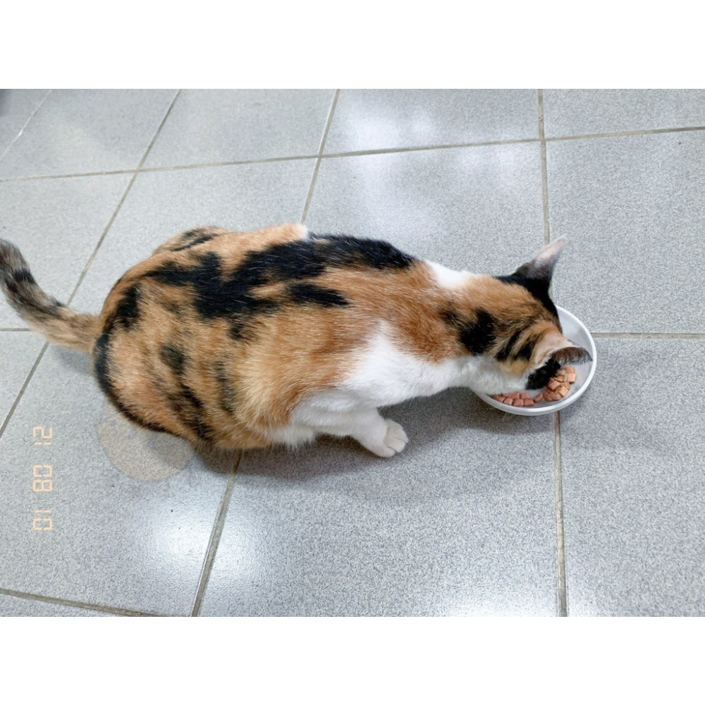 【喵玩國】A STAR 貓薄荷夾心餡餅 貓餡餅 薄荷夾心餡餅 夾心餡餅 貓餅乾 貓零食 餡餅 餅乾 20G隨手包-細節圖3