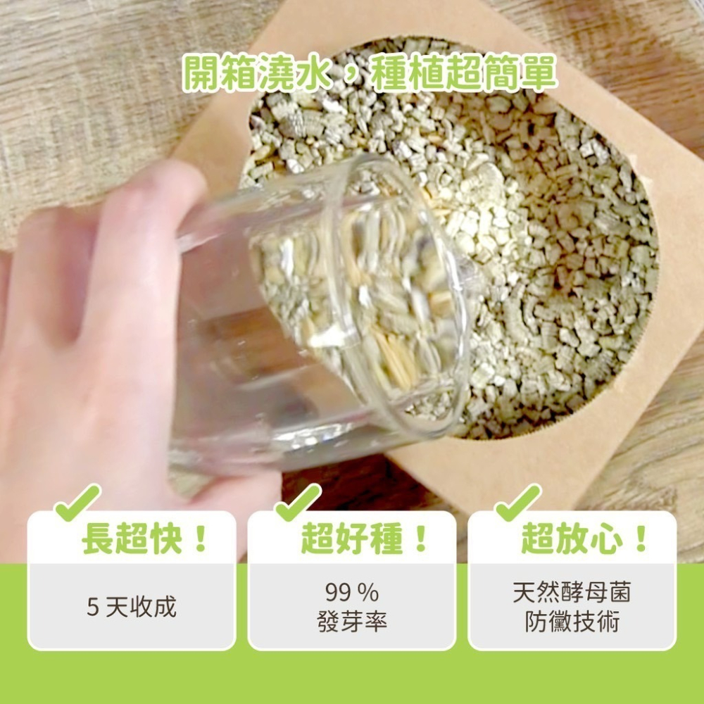 【喵玩國】汪喵星球 貓草新鮮栽培盒-貓咪生菜 去毛球 貓咪零食 貓草種植 貓蔬菜 貓野菜 貓青菜 排毛-細節圖2