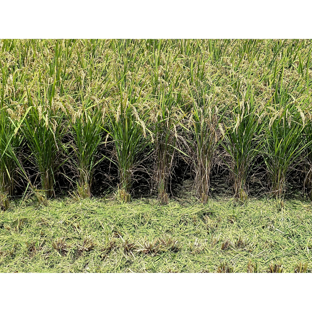 【杰樂蕃薯】  天然日曬米-細節圖3