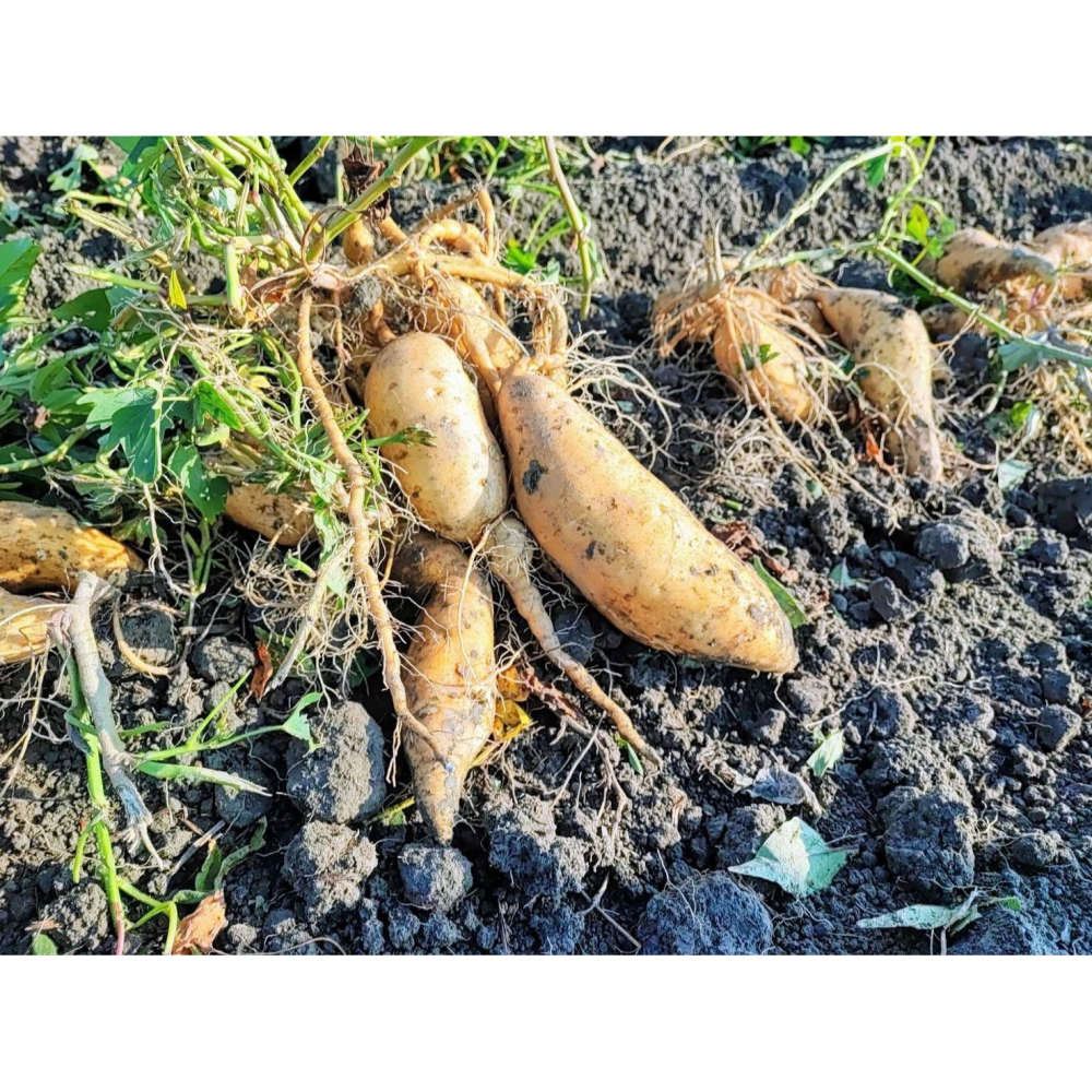 【杰樂蕃薯即】 即 食地瓜粥-細節圖2