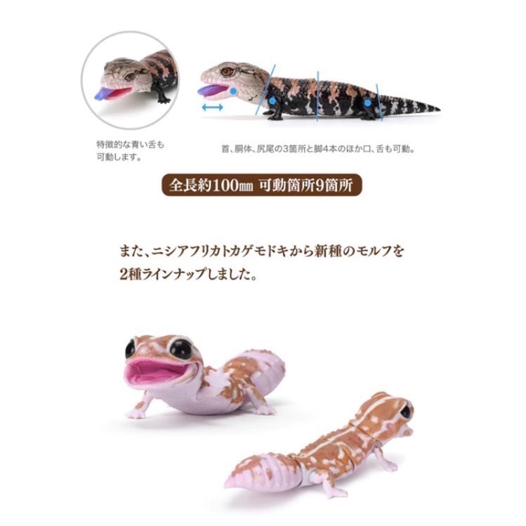 日本自購帶回 萬代Bandai 生物大圖鑑 石龍子 西非肥尾守宮 豹紋守宮 蜥蜴扭蛋 （3號 青花蜥蜴-黑色素）-細節圖2