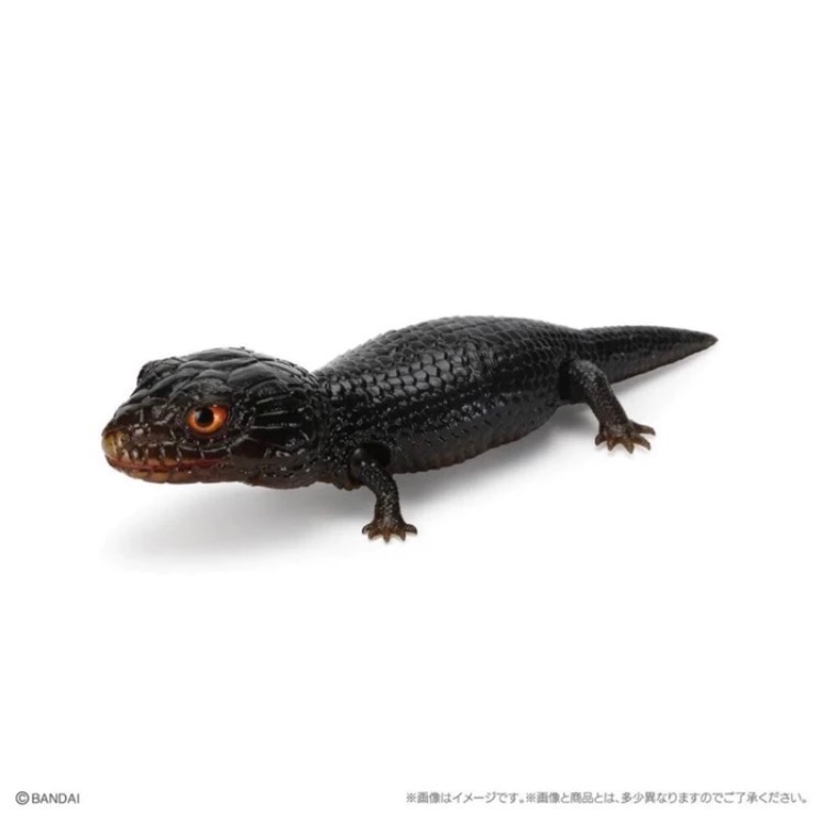 日本自購帶回 萬代Bandai 生物大圖鑑 石龍子 西非肥尾守宮 豹紋守宮 蜥蜴扭蛋 （3號 青花蜥蜴-黑色素）-細節圖3