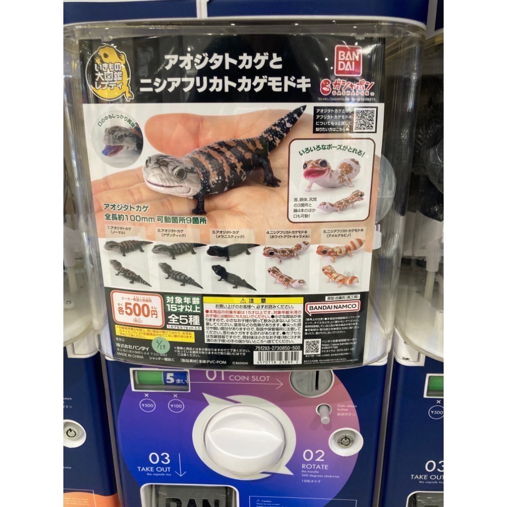 日本自購帶回 萬代Bandai 生物大圖鑑 石龍子 西非肥尾守宮 豹紋守宮 蜥蜴扭蛋 （3號 青花蜥蜴-黑色素）-細節圖5