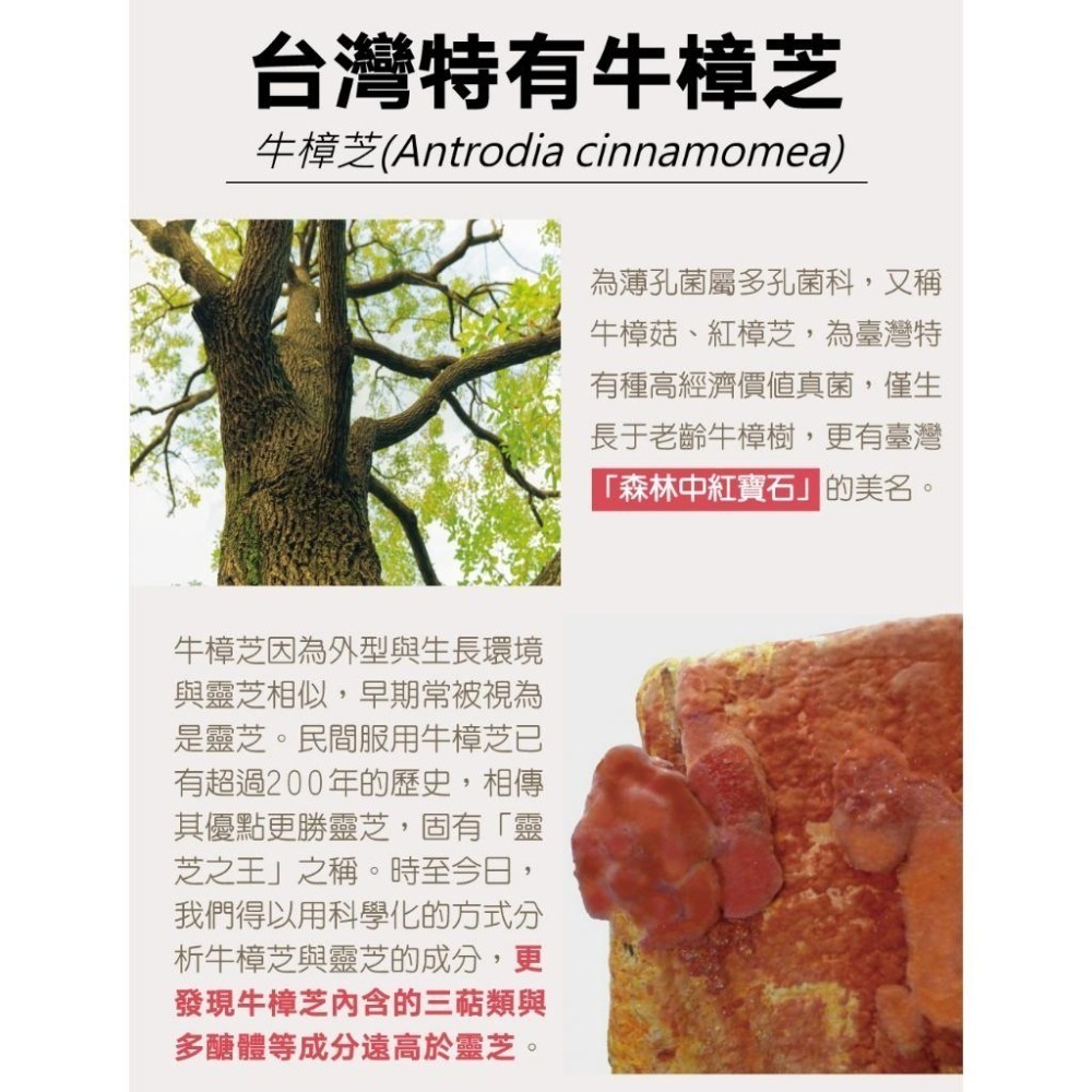 🏅滋補強身這一芝【特活綠】4倍珍菌牛樟芝(60粒) 👉台灣瑰寶 三萜類多醣體👉子實體+菌絲體👉 官方直營-細節圖2