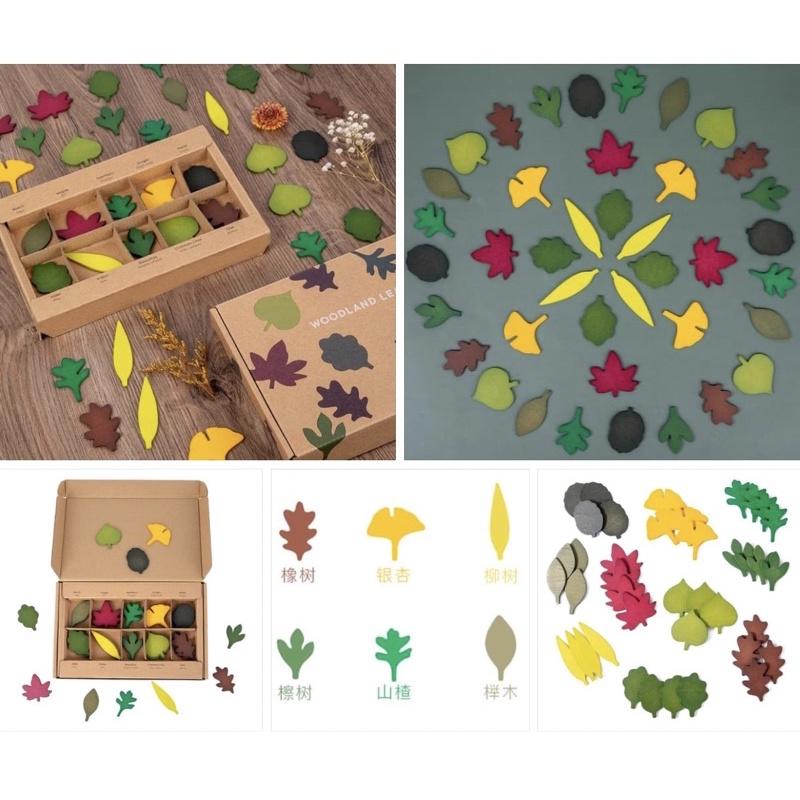 木製樹葉系列 鬆散葉子拼搭盒 葉子素材 葉片素材 天然素材 角落區 葉子認識 葉片素材 鬆散素材 葉子認知-細節圖3