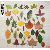 葉子教具、葉子種類、葉子素材、樹葉、仿真葉子 葉片素材 拍照道具