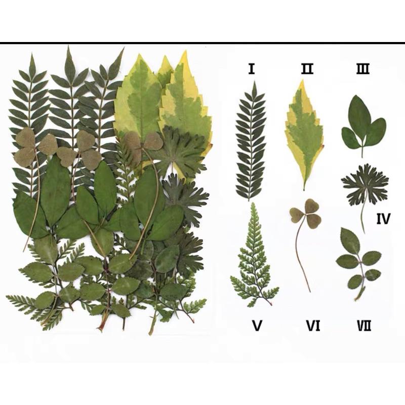 葉子教具、葉子種類、葉子素材、樹葉、仿真葉子 葉片素材 拍照道具-細節圖5