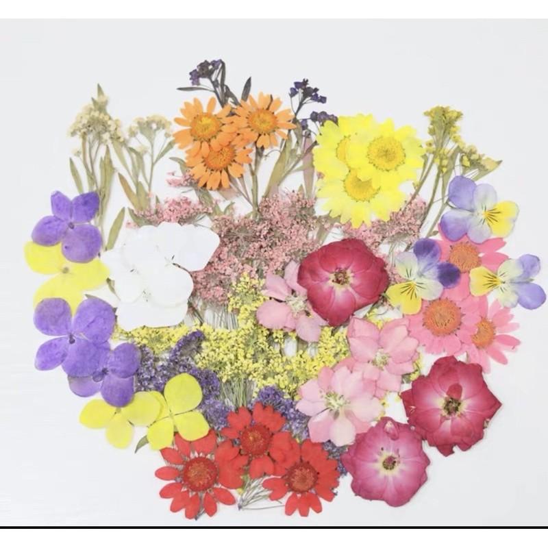 乾燥花材料包、花材料包、花標本、花教學 花素材 角落區-細節圖2