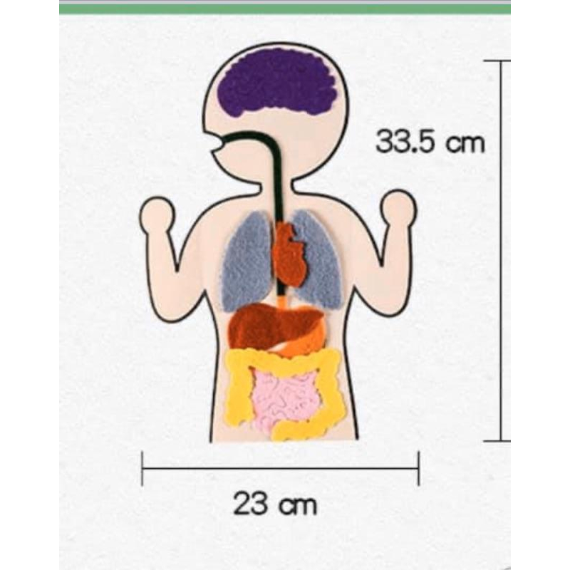 手工DIY不織布人體內臟教具材料包、器官教具-細節圖3