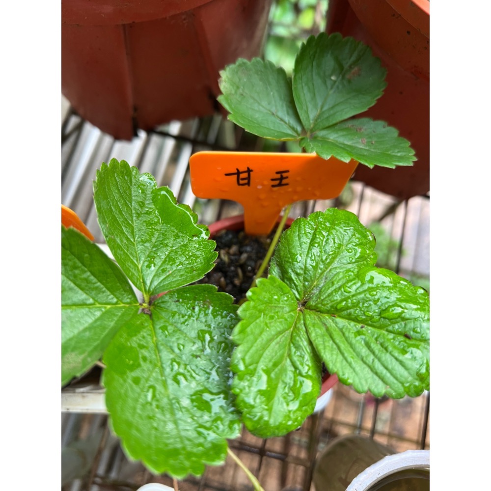 甘王草莓苗-細節圖2