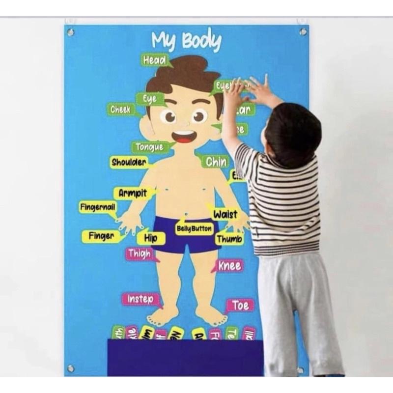 My body毛氈掛圖  身體各部位英文練習 身體配對 身體配對卡 身體認知 楓葉 樹葉 太空毛氈 外太空配對-細節圖4