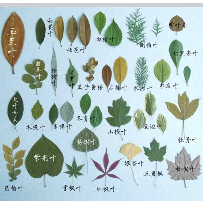 葉子教具、葉子種類、葉子素材、樹葉、仿真葉子 葉片素材 拍照道具-細節圖2