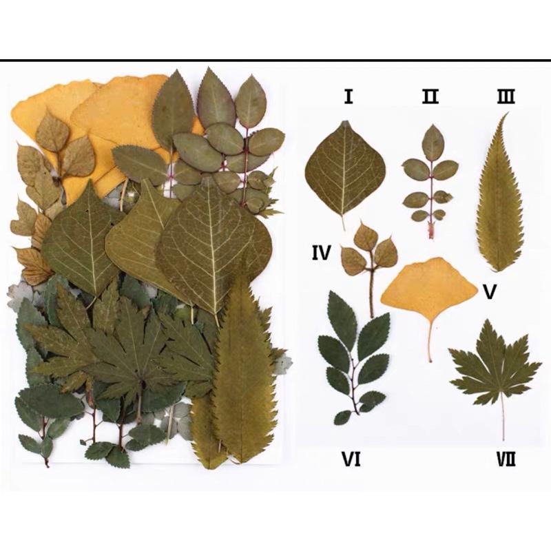 葉子教具、葉子種類、葉子素材、樹葉、仿真葉子 葉片素材 拍照道具-細節圖6