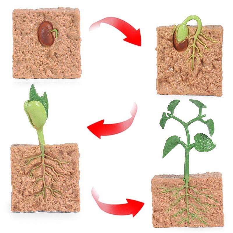 植物生長週期 植物生長週期模型、植物模型 植物週期教學 動物週期 動物成長週期 動物成長過程 螞蟻 瓢蟲週期-細節圖2