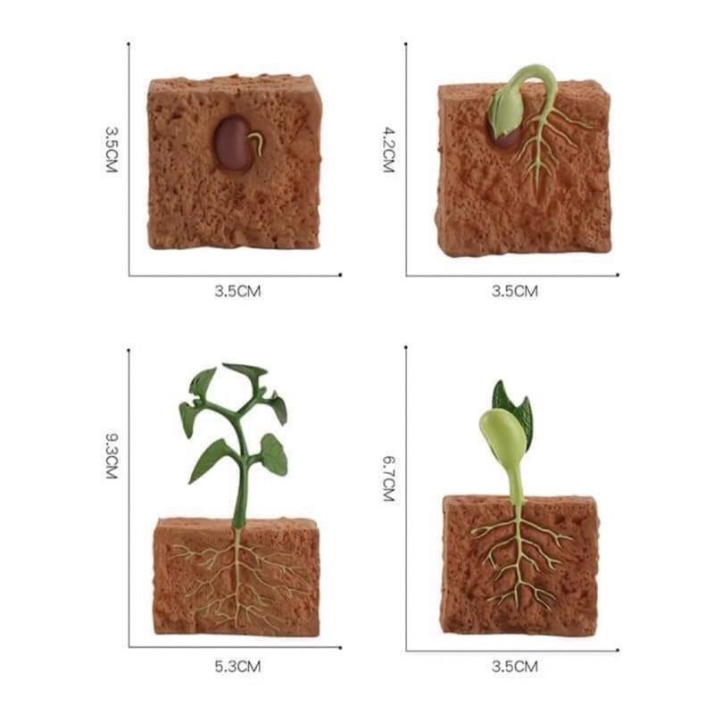 植物生長週期 植物生長週期模型、植物模型 植物週期教學 動物週期 動物成長週期 動物成長過程 螞蟻 瓢蟲週期-細節圖3