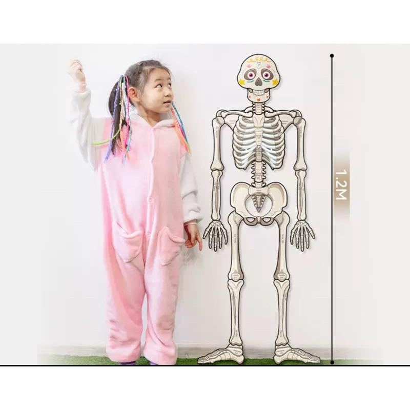 骨骼器官內臟 人體構器官模型拼圖 認識器官 器官配對 認識關節 人體結構教學 身體骨架-細節圖3