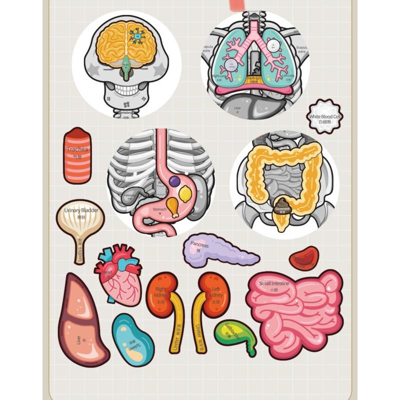 骨骼器官內臟 人體構器官模型拼圖 認識器官 器官配對 認識關節 人體結構教學 身體骨架-細節圖5