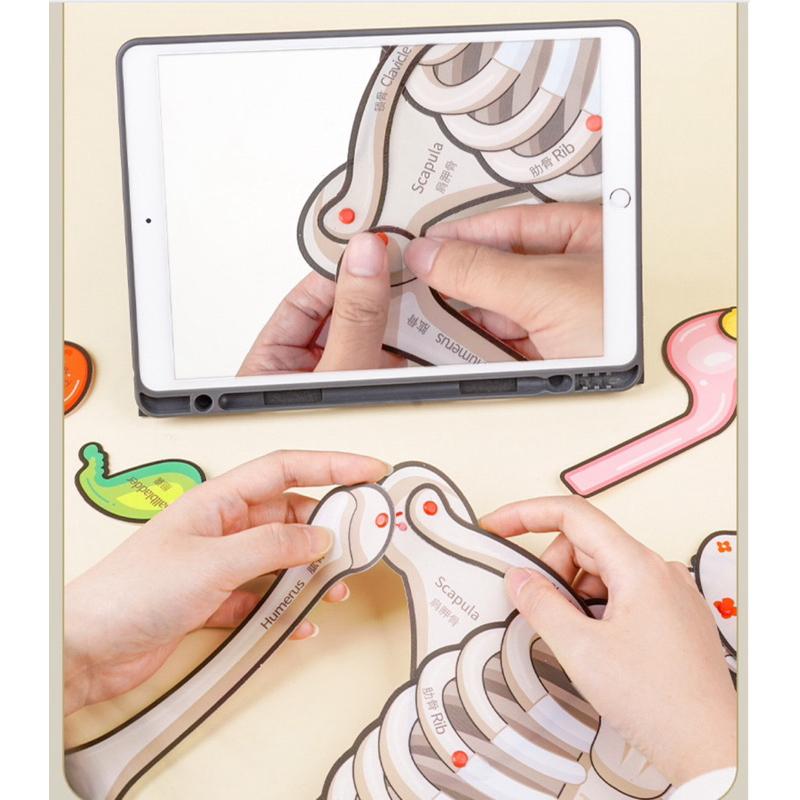 骨骼器官內臟 人體構器官模型拼圖 認識器官 器官配對 認識關節 人體結構教學 身體骨架-細節圖6