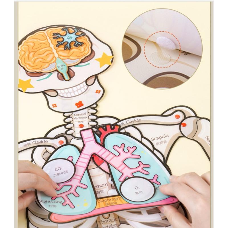 骨骼器官內臟 人體構器官模型拼圖 認識器官 器官配對 認識關節 人體結構教學 身體骨架-細節圖7