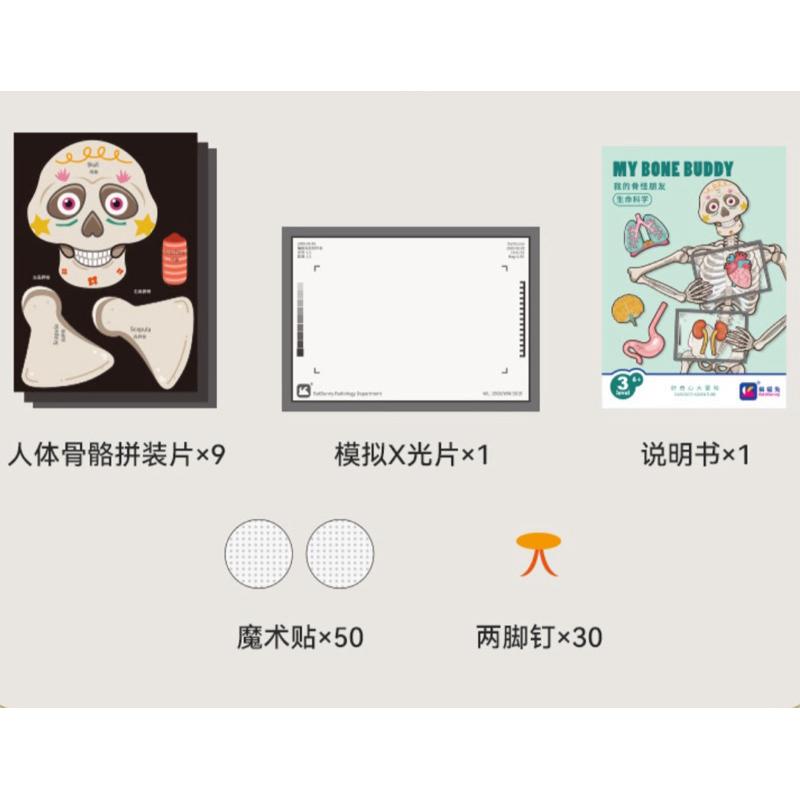 骨骼器官內臟 人體構器官模型拼圖 認識器官 器官配對 認識關節 人體結構教學 身體骨架-細節圖8