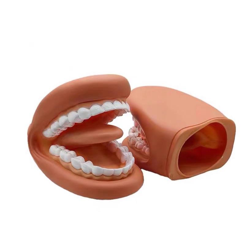 手偶 牙齒模型手偶 模型 牙齒-細節圖2