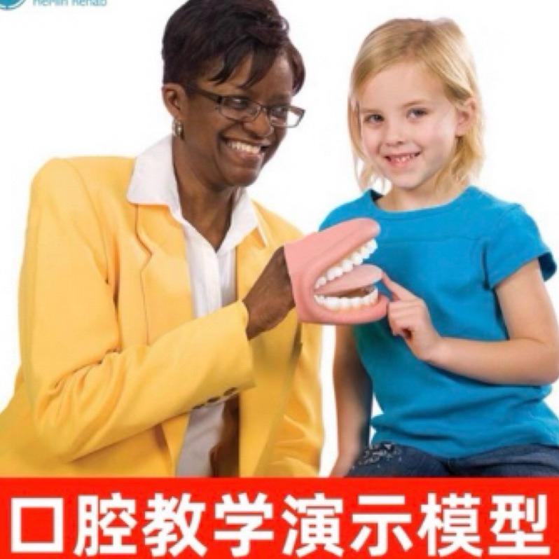 手偶 牙齒模型手偶 模型 牙齒-細節圖4