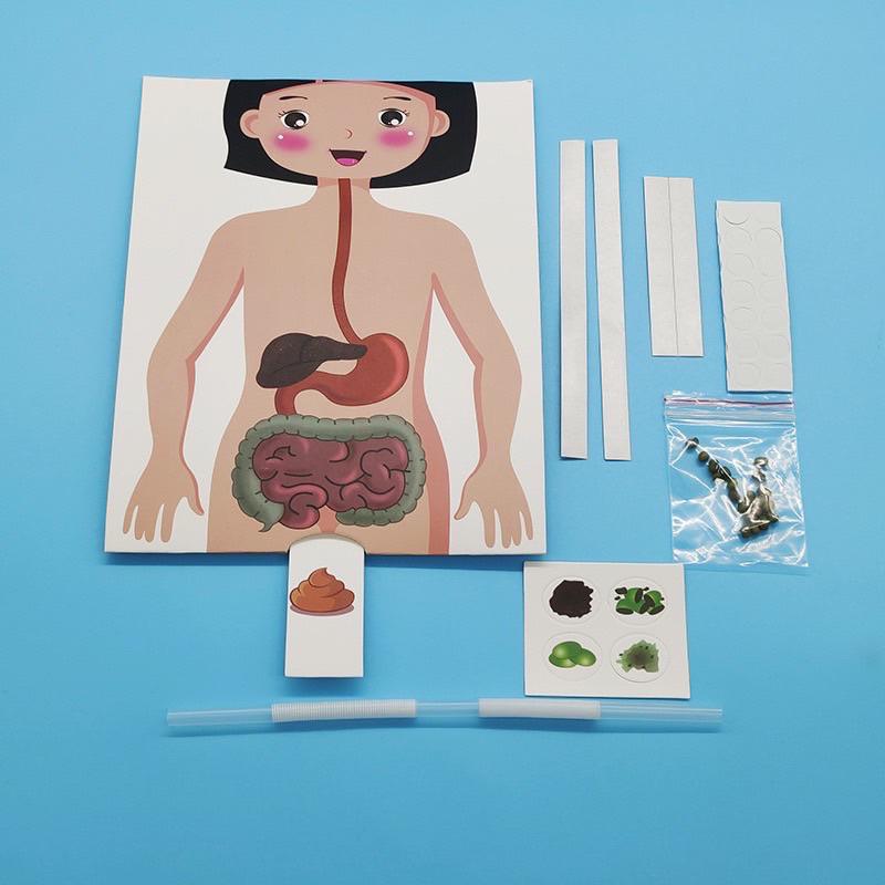 身體材料包 身體教學 體內教學材料包 消化材料包 身體教學材料包-細節圖2