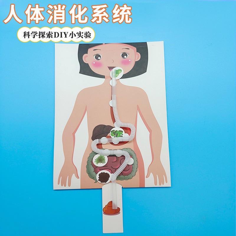 身體材料包 身體教學 體內教學材料包 消化材料包 身體教學材料包-細節圖3