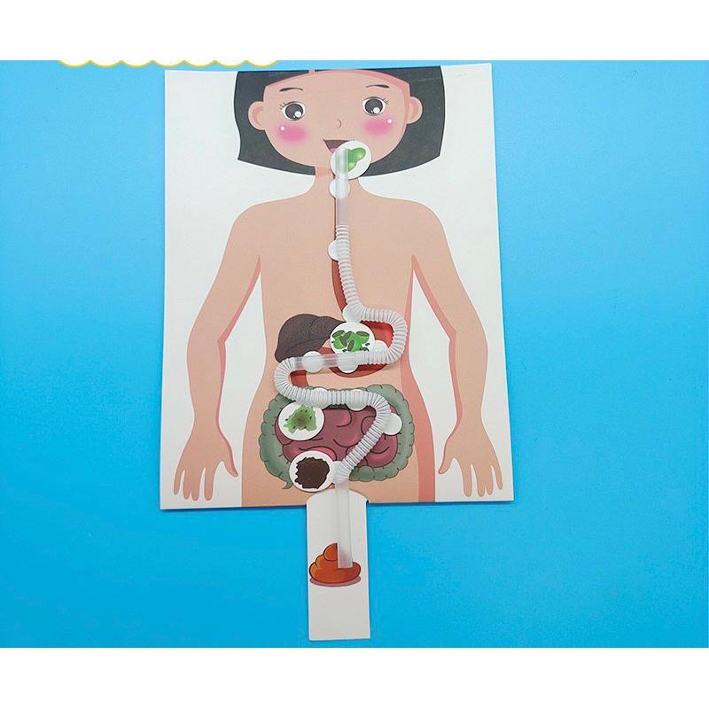 身體材料包 身體教學 體內教學材料包 消化材料包 身體教學材料包-細節圖4