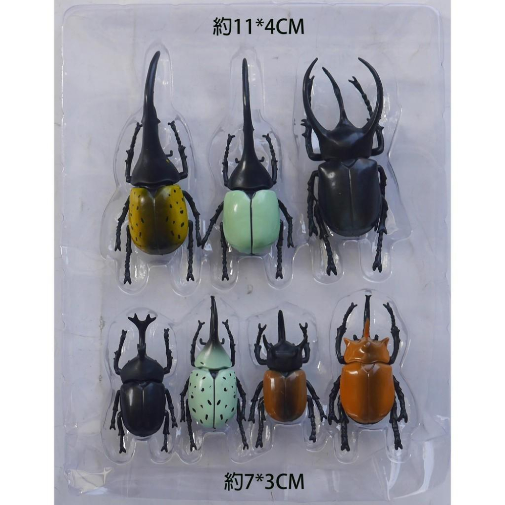 日版立體昆蟲甲蟲模型標本組(ST安全玩具)-細節圖2