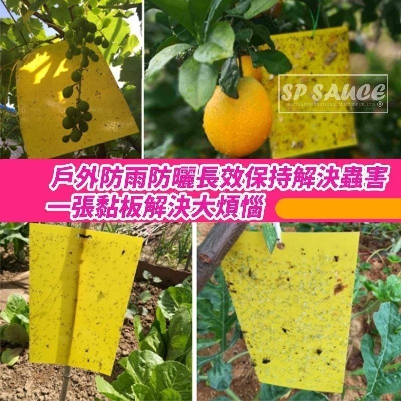 本原批發 大款 黏蟲板👍️黏蟲專用 雙面黏蟲板 有機黏蟲板 誘蟲紙 誘捕器 誘蟲板 黏蠅紙 補誘板 捕蟲板 NT321-細節圖3
