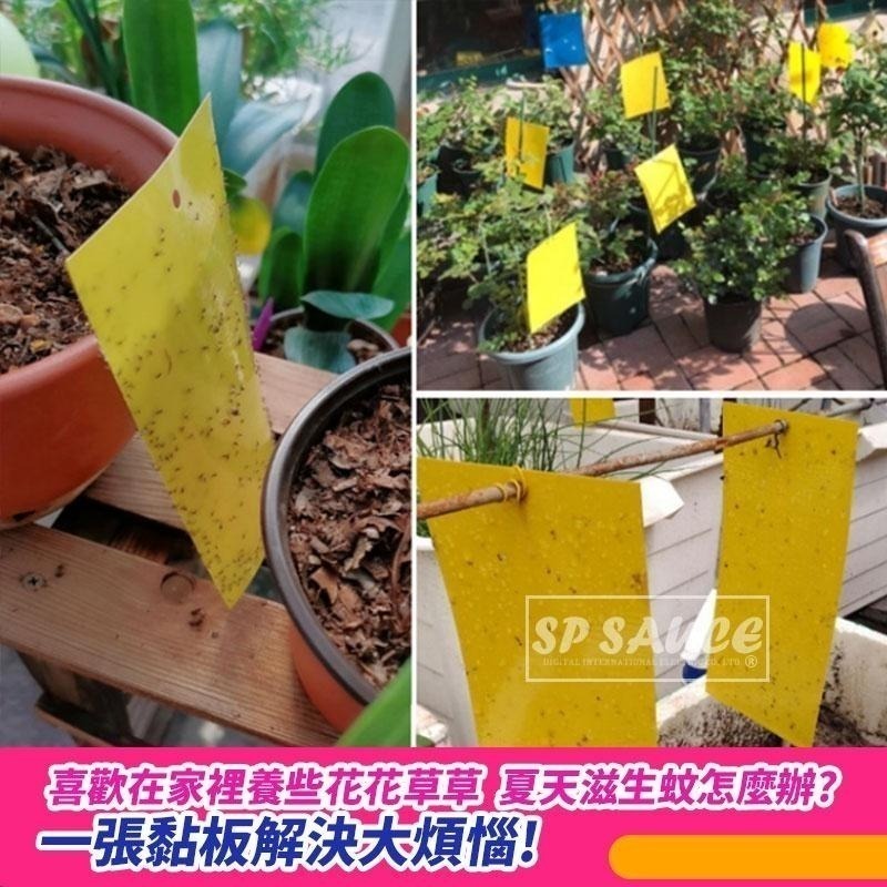 本原批發 大款 黏蟲板👍️黏蟲專用 雙面黏蟲板 有機黏蟲板 誘蟲紙 誘捕器 誘蟲板 黏蠅紙 補誘板 捕蟲板 NT321-細節圖4