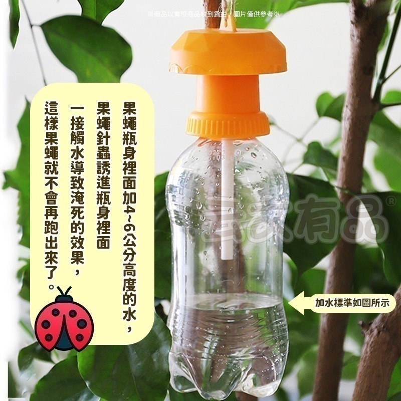 本原批發 果實蠅引誘劑🐛果蠅誘捕劑 瓜果蠅 果蠅 果實蠅 瓜實蠅誘餌 果園果蠅捕捉器 引誘 誘捕 誘捕器 CY177-細節圖6