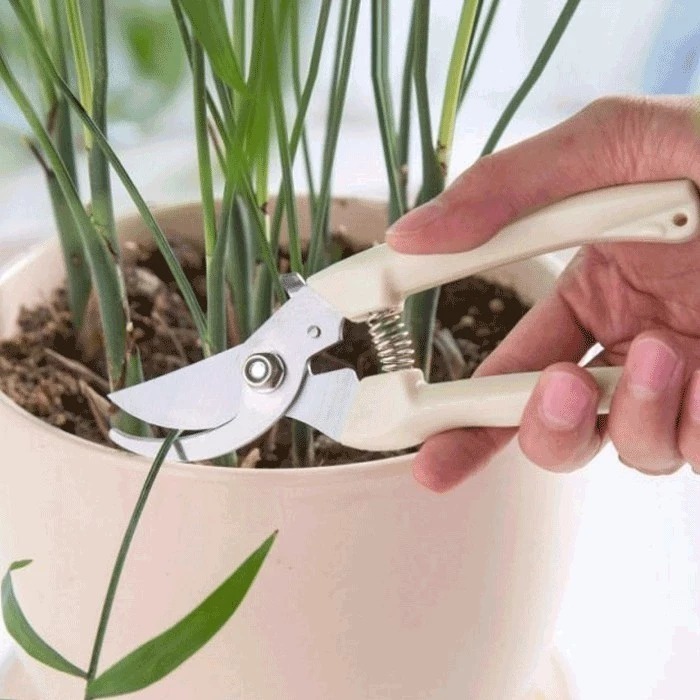 本原批發 園藝剪刀👏不銹鋼 樹枝剪 修枝剪 花木剪刀 園林 花枝剪刀 園藝剪刀 高枝剪 粗枝剪刀 SG656-細節圖6