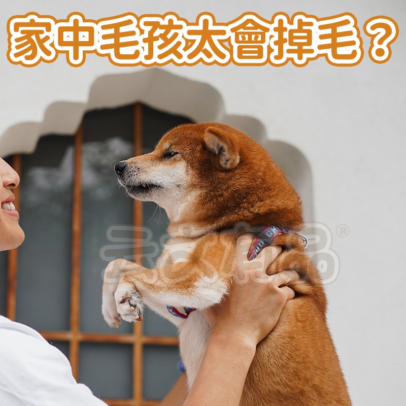 本原批發 寵物毛髮收集鑰匙圈👍寵物紀念品 包包吊飾 貓毛收集 狗毛收集 透明 收納 寵物 紀念品 紀念瓶 吊-細節圖3