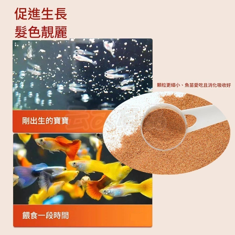 本原批發 開口飼料 豐年蝦卵 脫殼豐年蝦卵 免孵化可即食  鬥魚 孔雀魚 觀賞魚飼料 幼魚飼料 魚苗 幼魚 CY830-細節圖5