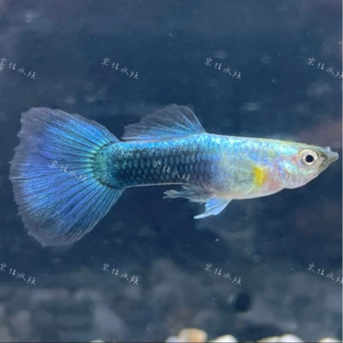 宗伈水族-藍尾禮服孔雀魚 高級活餌飼料