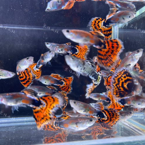 宗信水族-蘭花孔雀魚 高級活餌飼料