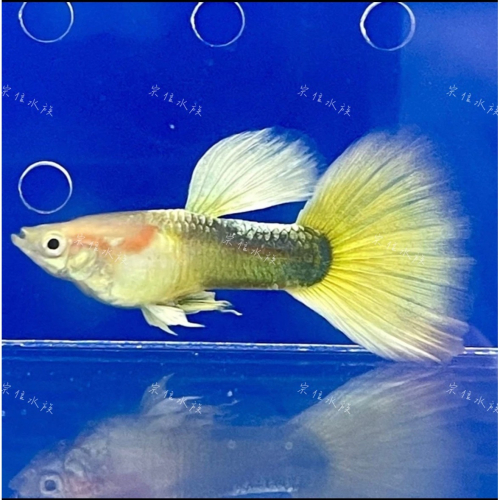 宗信水族-黃尾禮服孔雀魚 高級活餌飼料