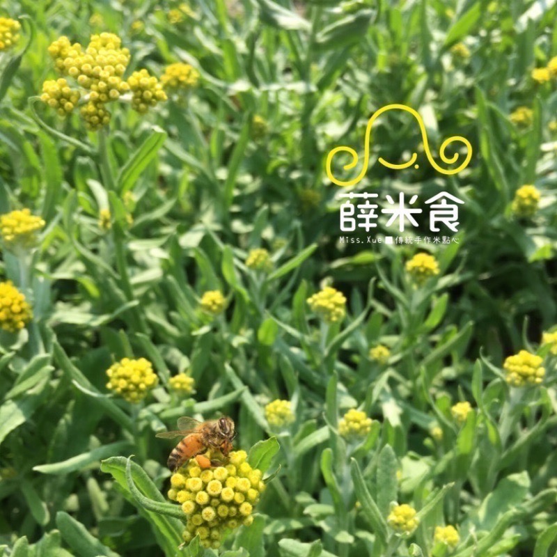 黃花鼠麴草、鼠麴草、刺殼草、真空包「草仔粿材料」，不是鼠麴舅、紫鼠麴草；烹飪課可用-細節圖3