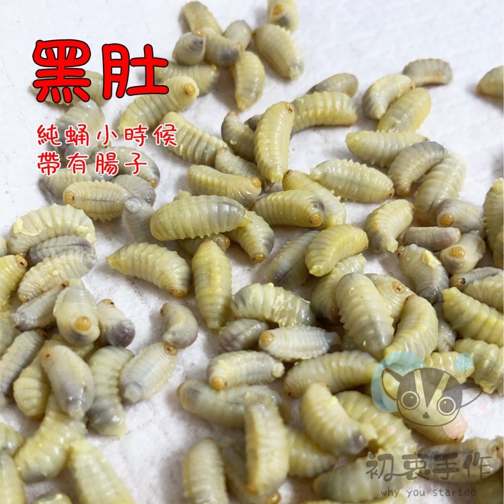 【初衷手作】 虎頭蜂蛹 ｜-細節圖2