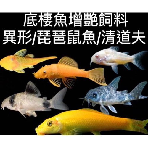 【臥水族】【2顆1元】日本進口 底棲魚增艷飼料 異形 琵琶鼠魚 清道夫 營養增艷飼料 日本進口