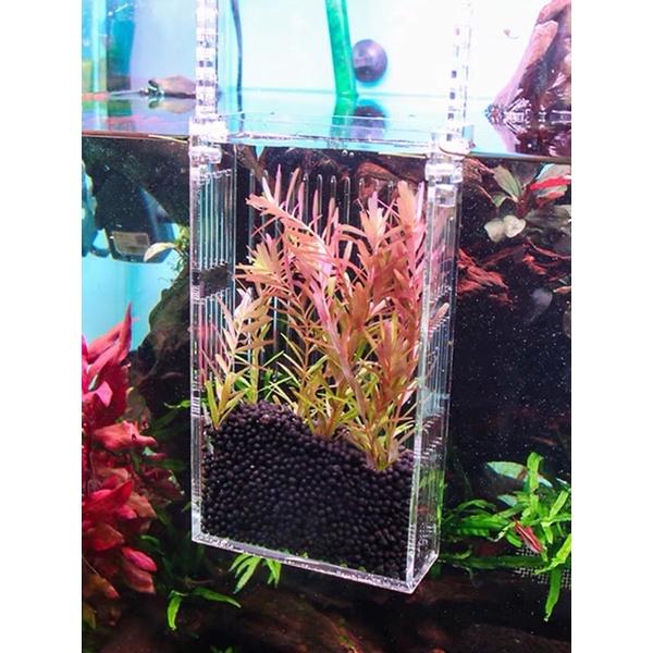 【臥水族】沃韋朗魚缸隔離盒亞克力魚苗孵化盒高透明繁殖盒水族飼養箱產房-細節圖2
