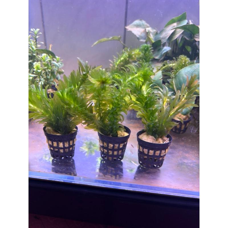 【臥水族】 蜈蚣草【一盆】 水蘊草 (水中葉) 後景 耐熱 不需CO2 陰性草 真水草 水族造景 裝飾 造景裝飾 水蘊草-細節圖2