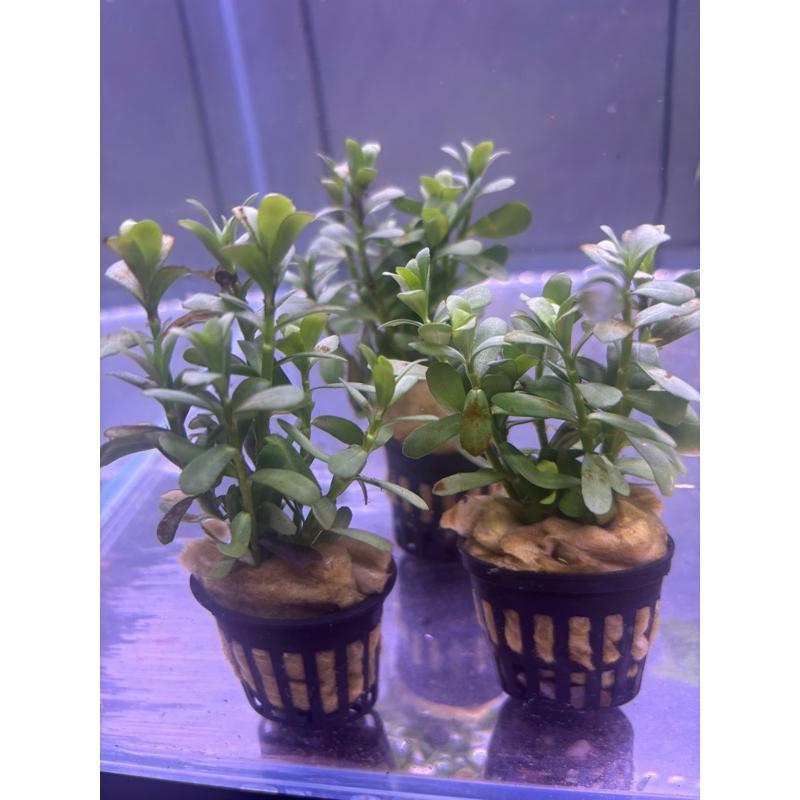 【臥水族】小對葉（盆草） 水草 中景 耐熱 不需CO2 陰性草 陀草 水族造景 新手-細節圖2