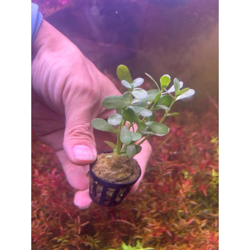 【臥水族】小對葉（盆草） 水草 中景 耐熱 不需CO2 陰性草 陀草 水族造景 新手-細節圖3
