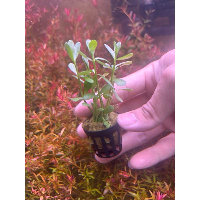 【臥水族】小對葉（盆草） 水草 中景 耐熱 不需CO2 陰性草 陀草 水族造景 新手-細節圖4
