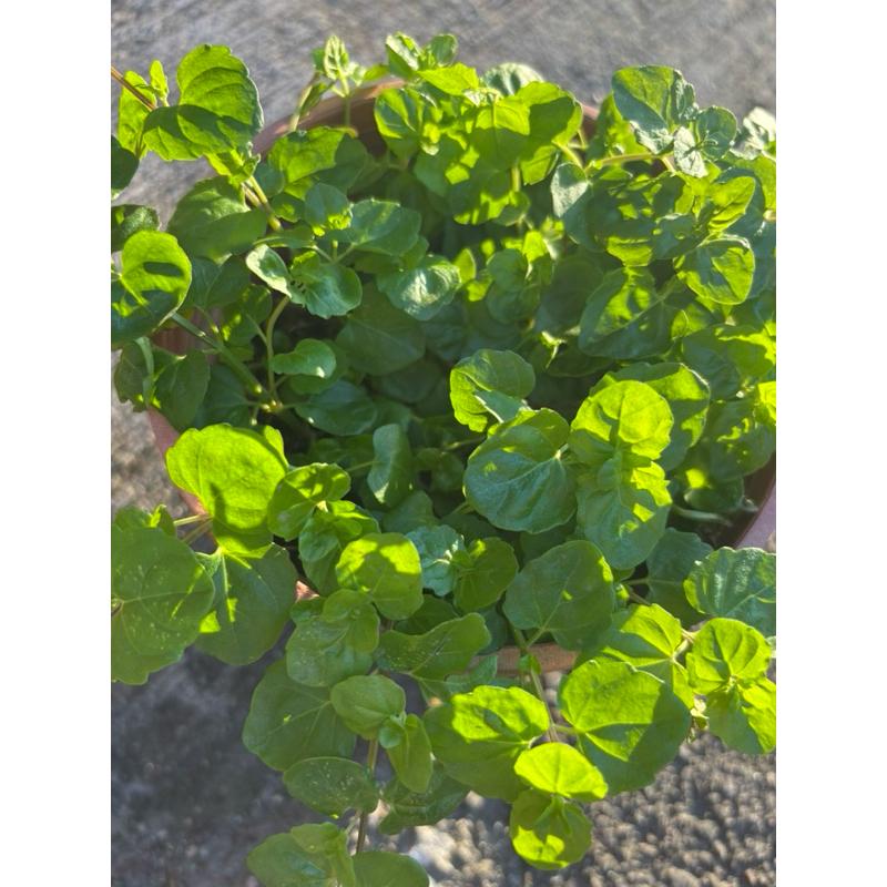 【臥水族】薄荷草/心葉水薄荷【一株】 (水上葉)  不需CO2 後景 耐熱 新手級 陰性水草-細節圖2