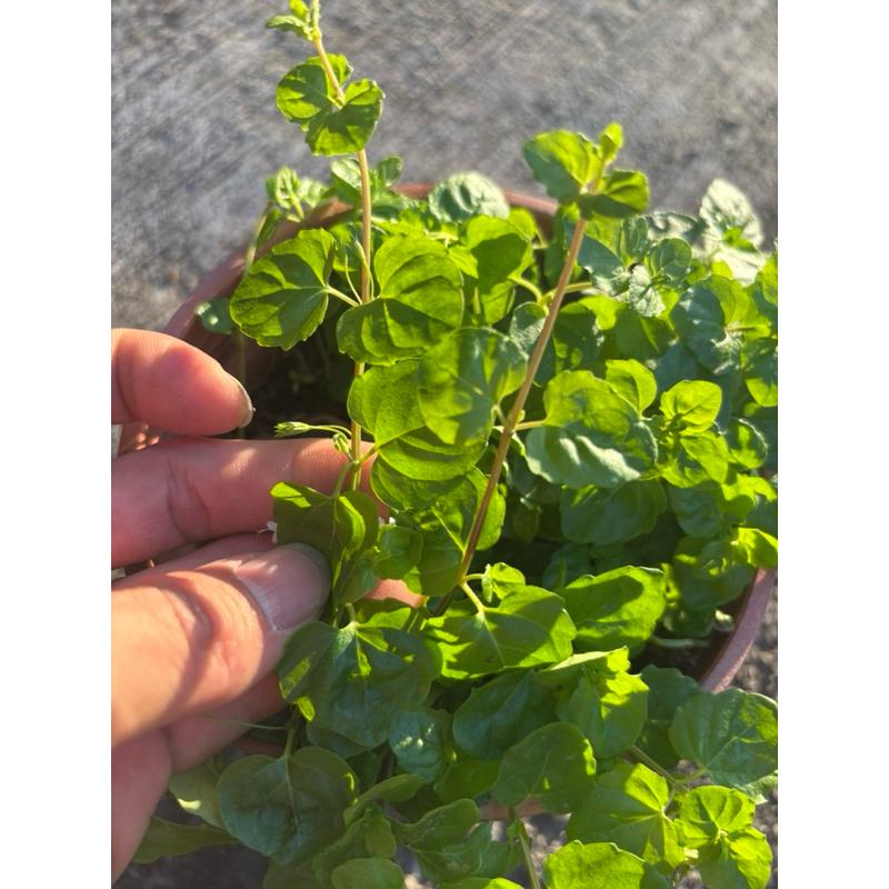 【臥水族】薄荷草/心葉水薄荷【一株】 (水上葉)  不需CO2 後景 耐熱 新手級 陰性水草-細節圖3